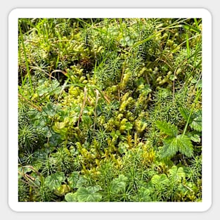 Green Moss Nature Forest Sticker